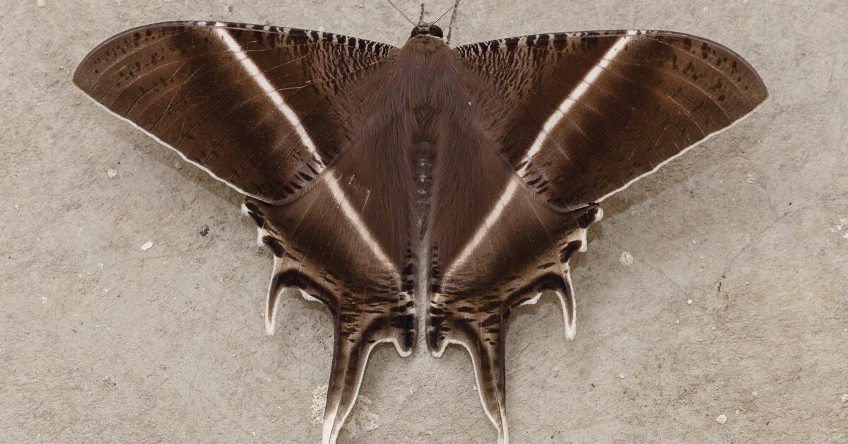 The swallowtail moths situation is giving ‘Maynila, sa mga Kuko ng Liwanag’